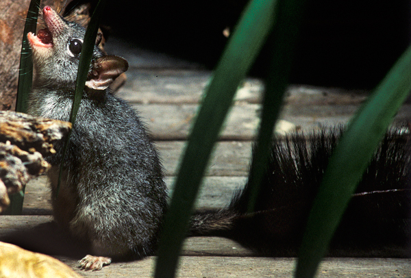 P254 Phascogale  copy.jpg